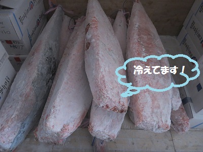 蓄養　本まぐろロイン　2