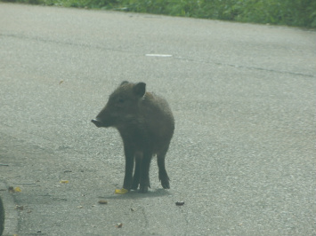 DSCN0701.jpg